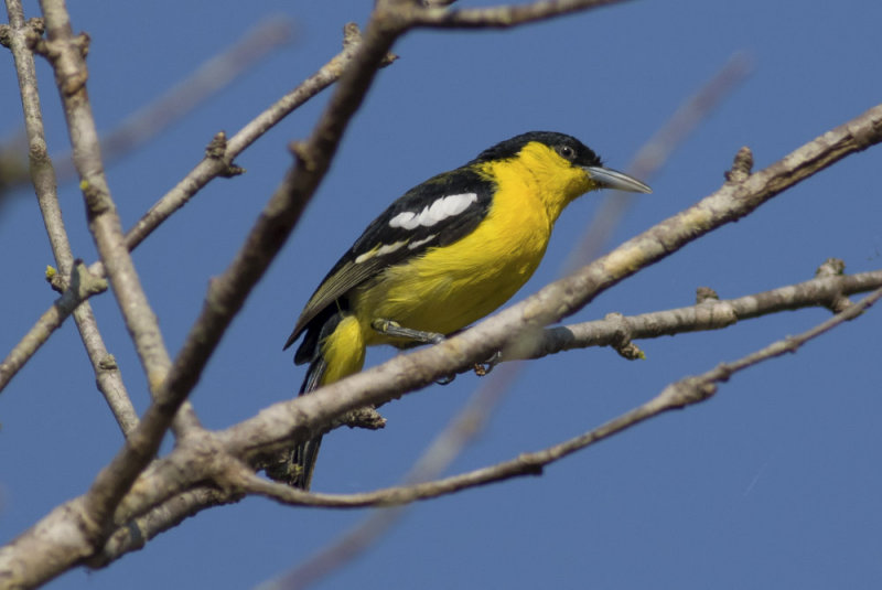 Common Iora