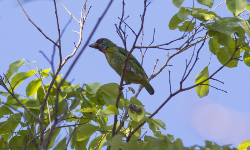 Malabar Barbet
