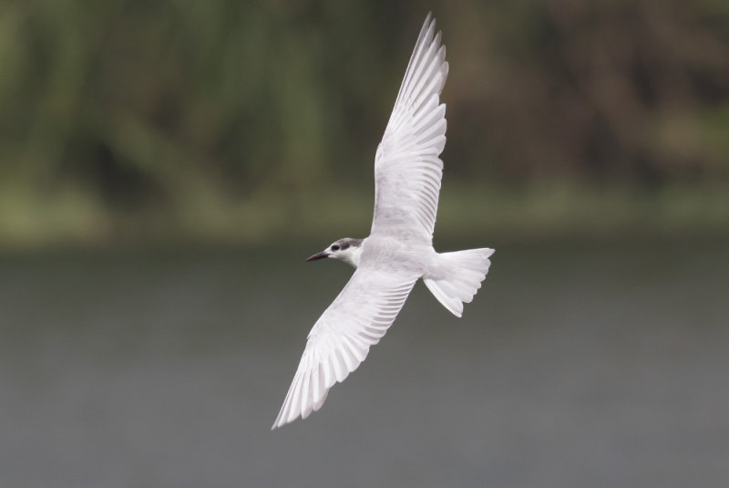 Whiskered Tern