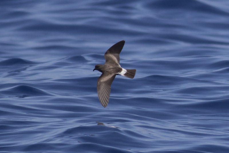 Band-rumped Storm Petrel