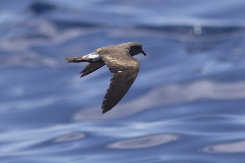 Leachs Storm-Petrel