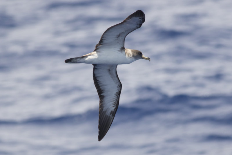 Corys Shearwater