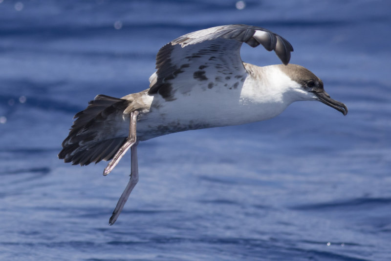 Great Shearwater
