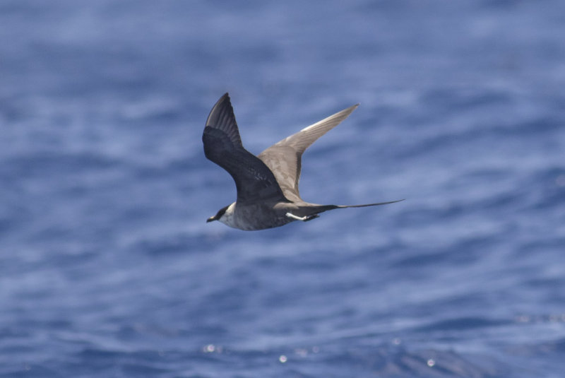 Long-tailed Jaeger