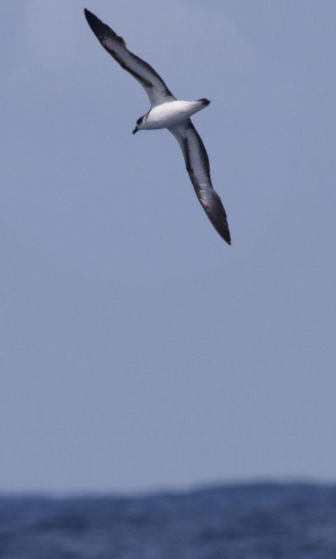 Black-capped Petrel