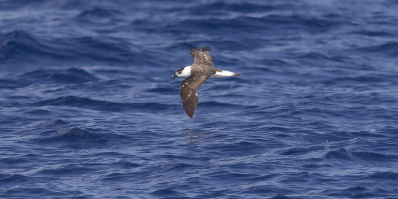 Black-capped Petrel
