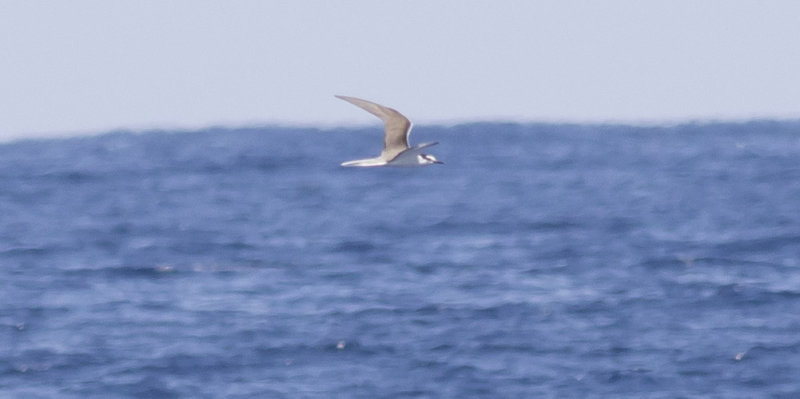 Bridled Tern