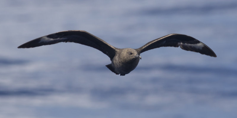 South Polar Skua