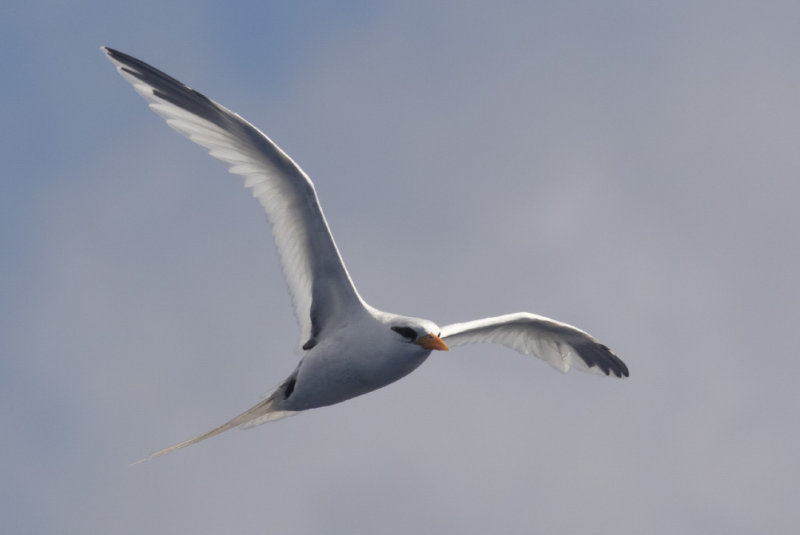 White-tailed Tropicbird