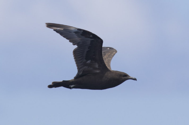 Pomarine Jaeger