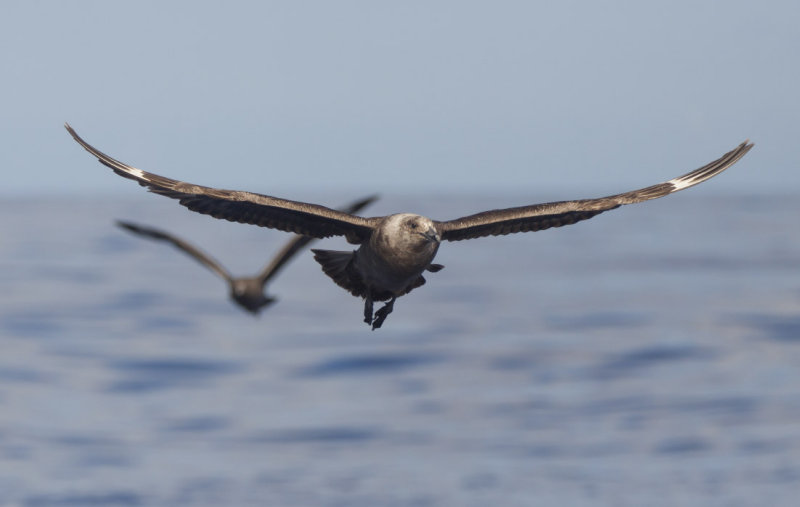 South Polar Skuas