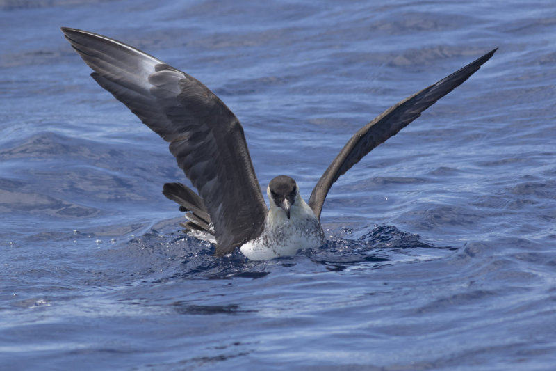Pomarine Jaeger