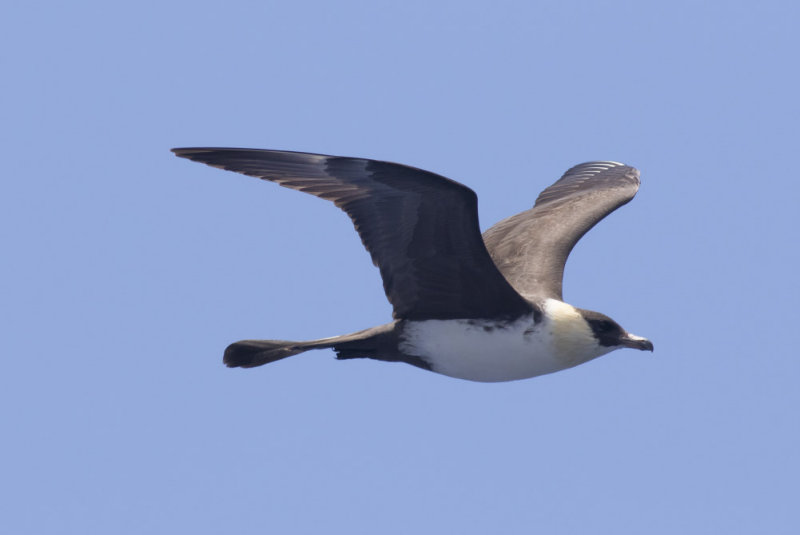 Pomarine Jaeger