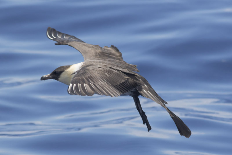 Pomarine Jaeger