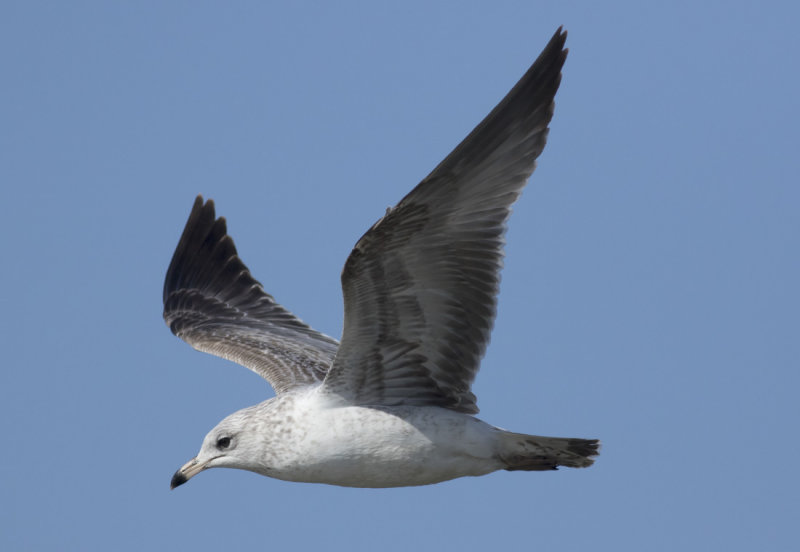 Ring-billed Gull