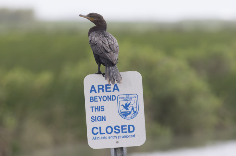 Neotropic Cormorant