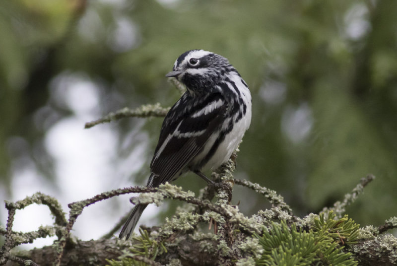 Black-and-white Warbler