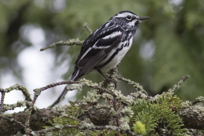 Black-and-white Warbler