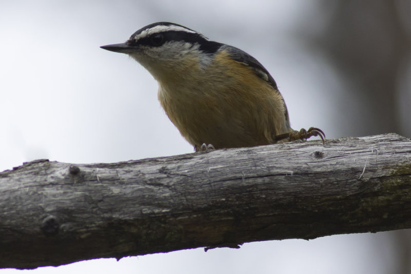 Red-breasted Nuthatch