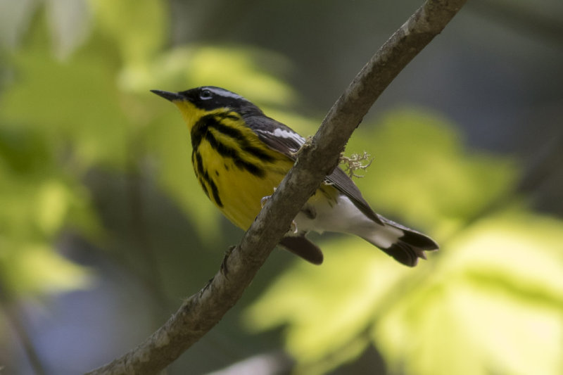 Magnolia Warbler