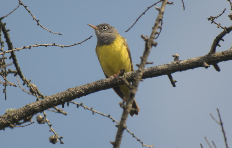 Connecticut Warbler
