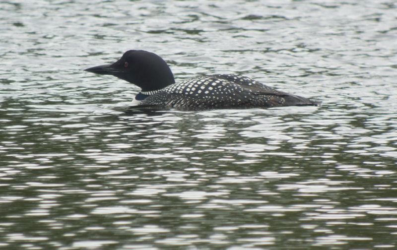 Common Loon