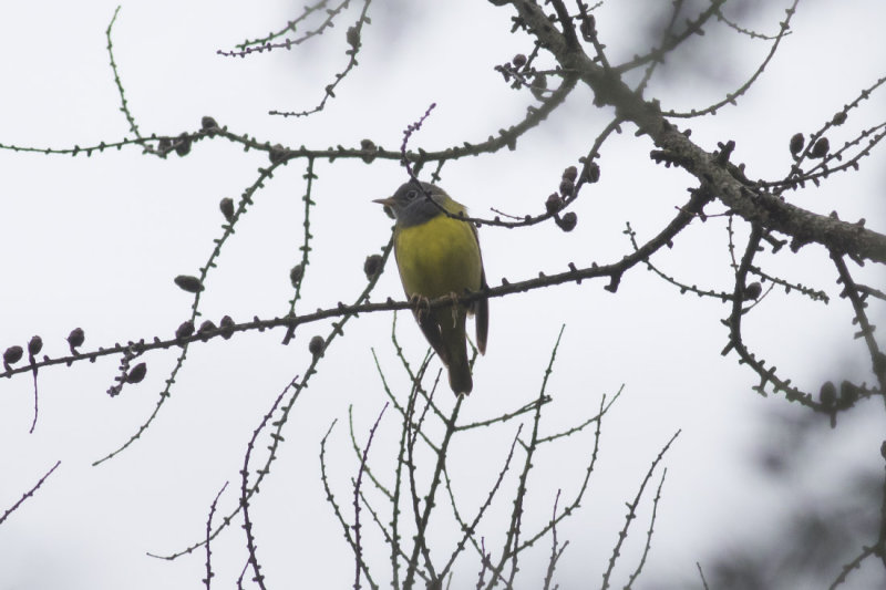 Connecticut Warbler