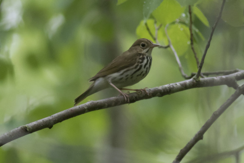 Ovenbird