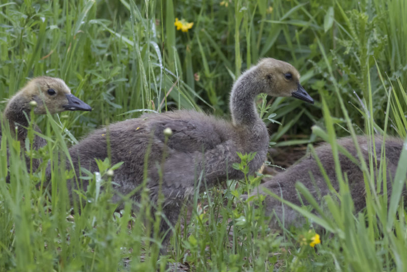 Canada Geese goslings