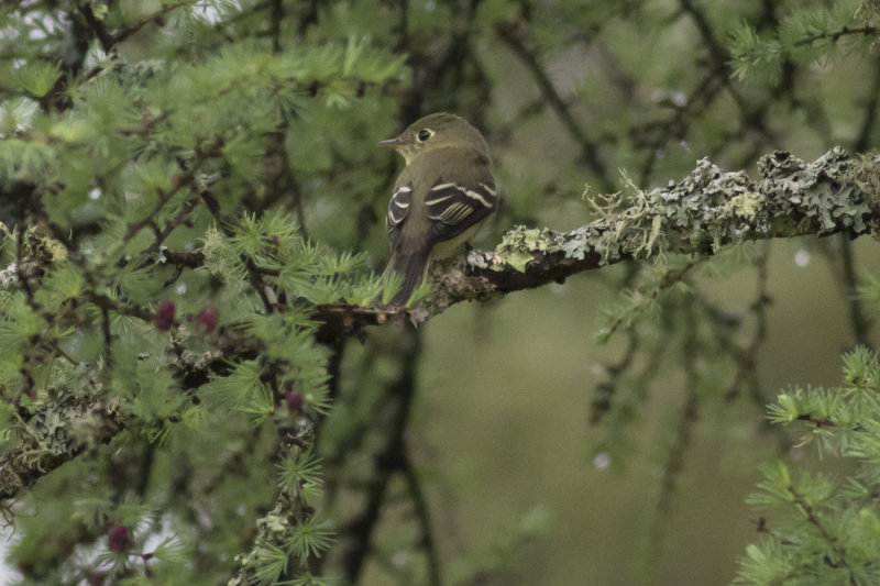 Yellow-bellied Flycatcher