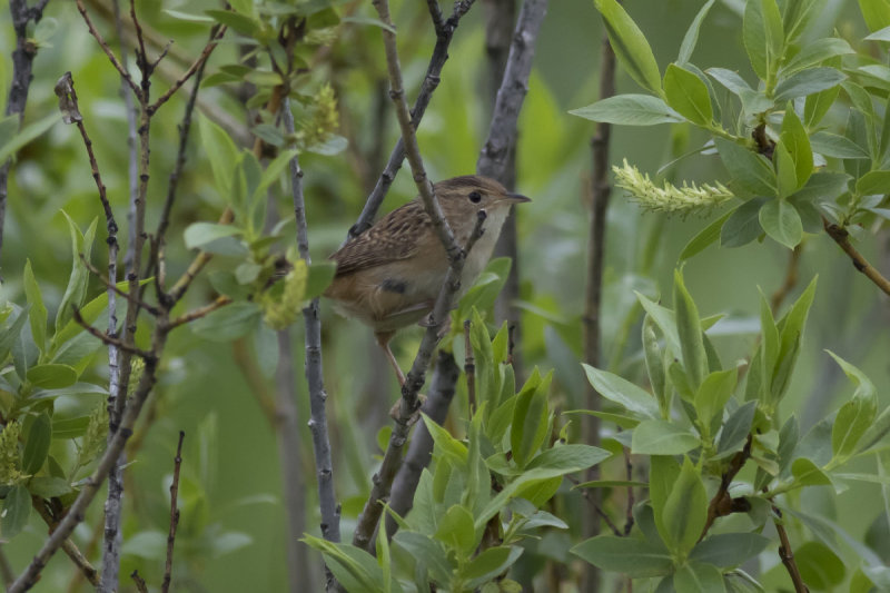 Sedge Wren 