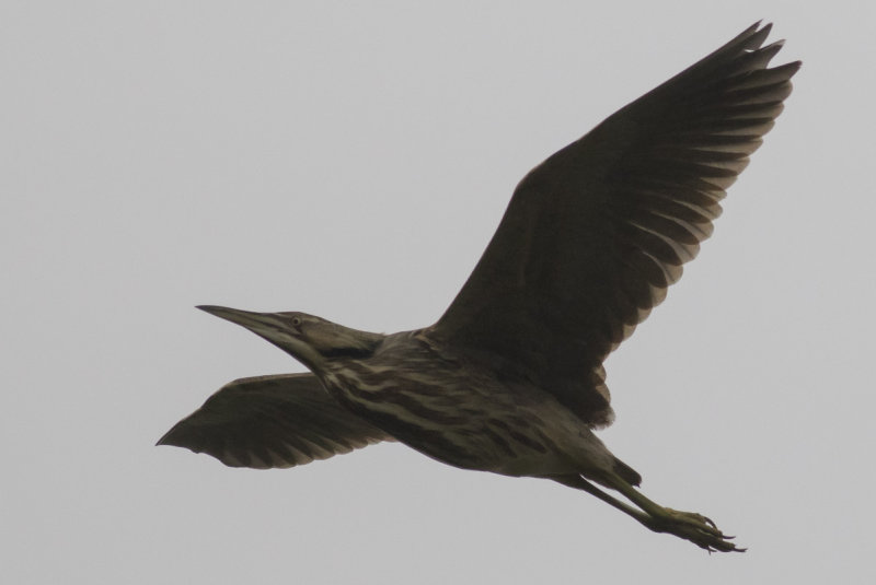 American Bittern