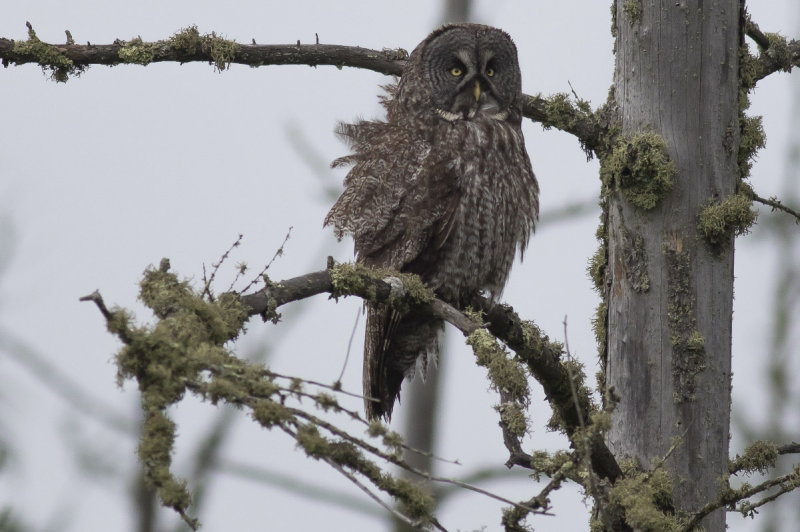 Great Gray Owl