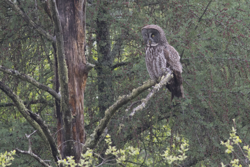 Great Gray Owl