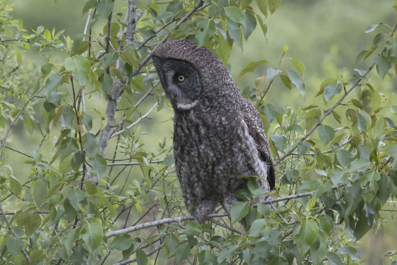 Great Gray Owl