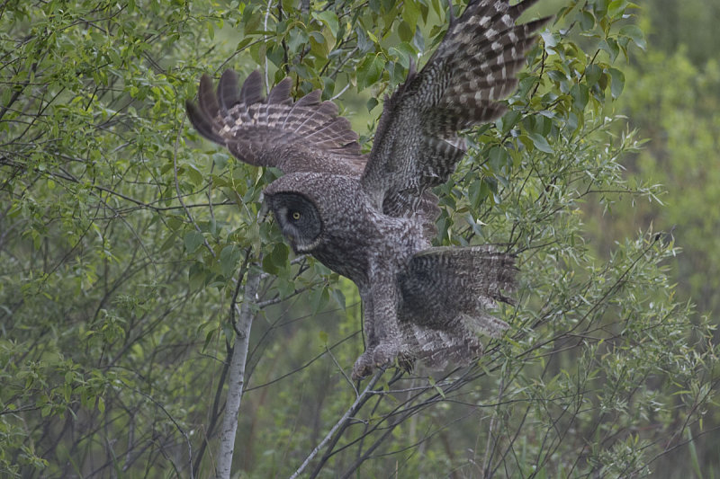 Great Gray Owl