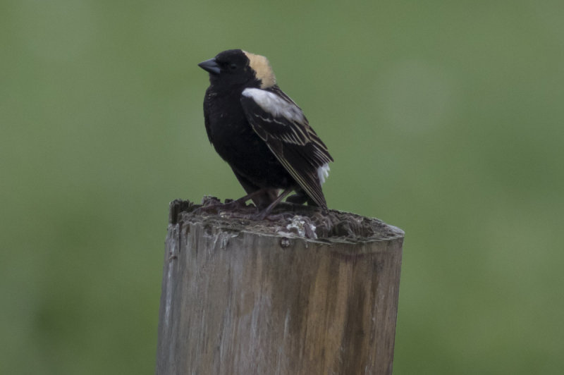 Bobolink
