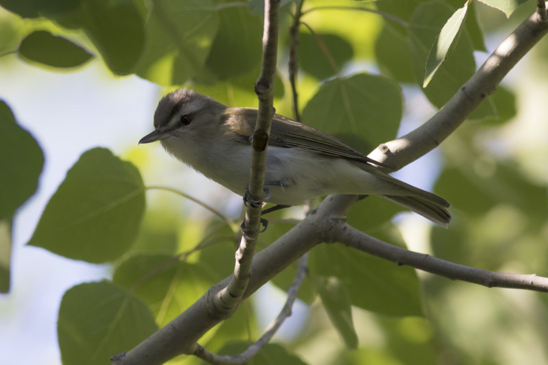 Red-eyed Vireo