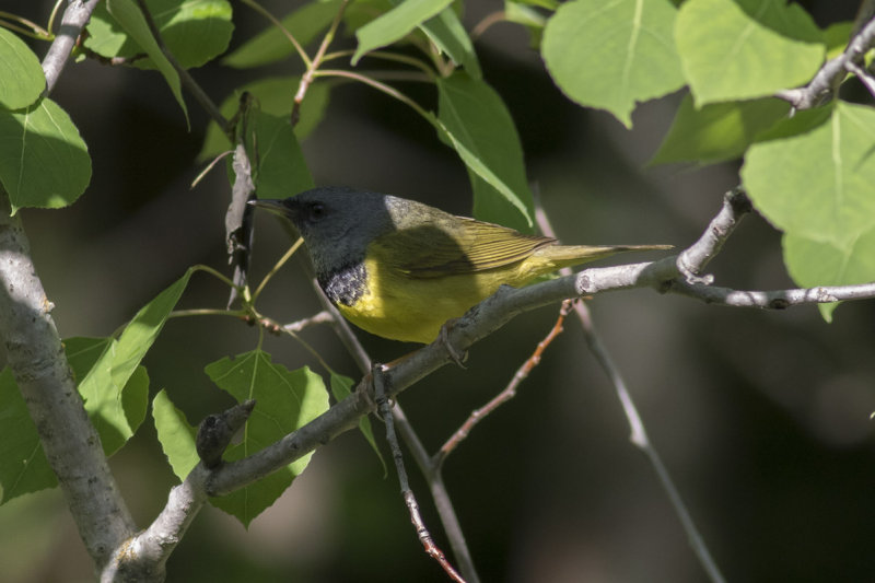 Mourning Warbler