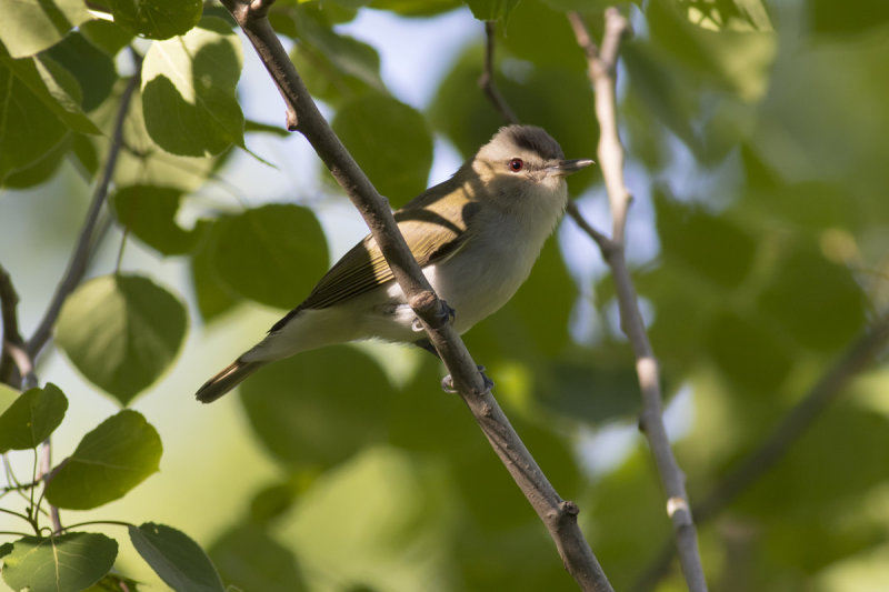 Red-eyed Vireo
