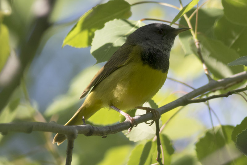 Mourning Warbler