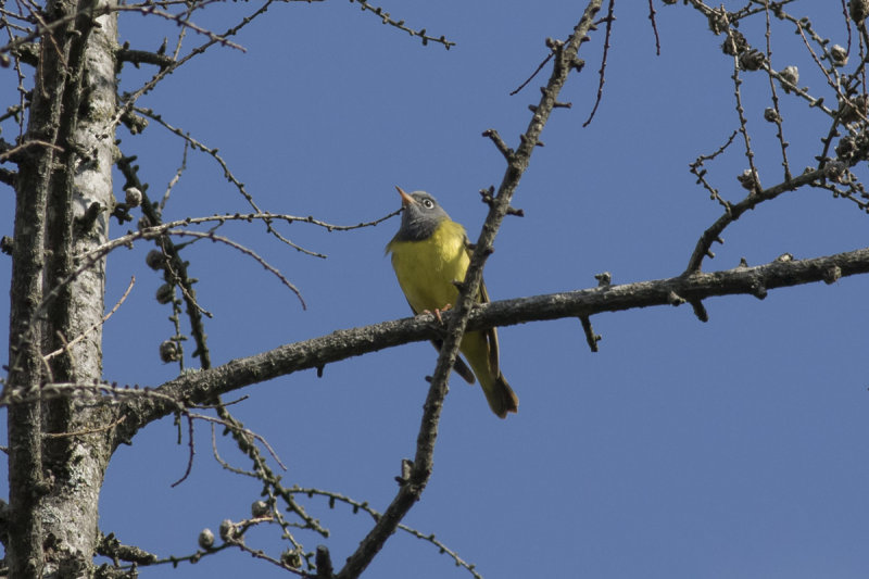 Connecticut Warbler