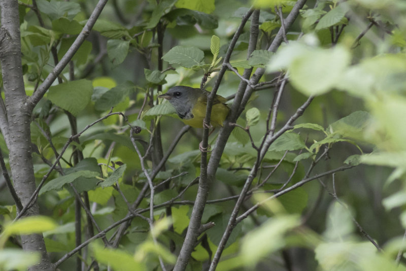 Mourning Warbler