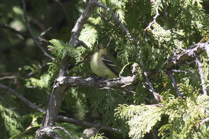Yellow-bellied Flycatcher