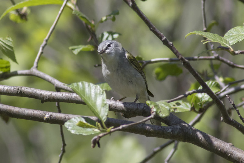 Tennessee Warbler