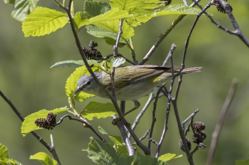 Tennessee Warbler