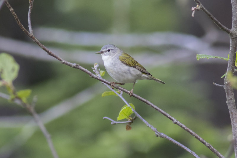 Tennessee Warbler