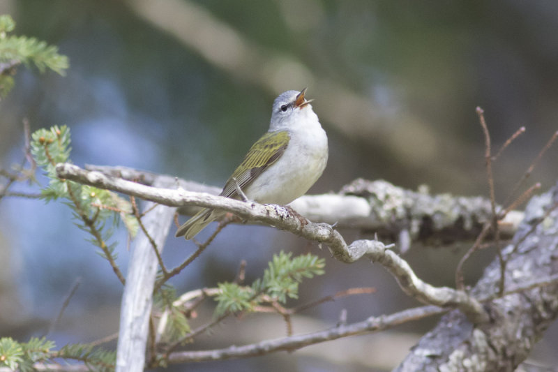Tennessee Warbler