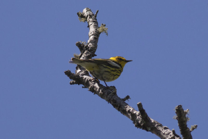 Cape May Warbler