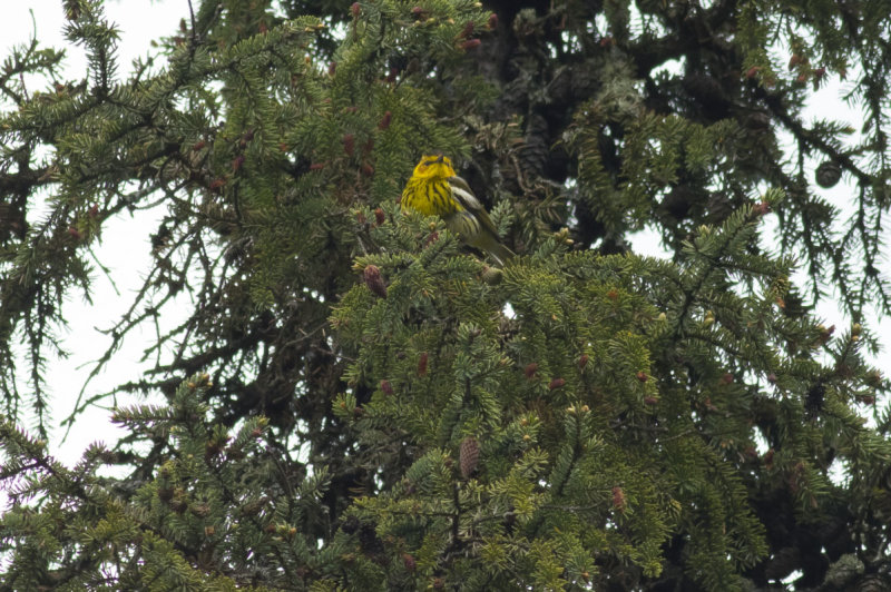 Cape May Warbler